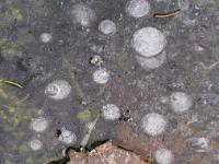 Trockenes Blatt mit Raureifnadeln eingeschlossen in Eisfläche mit Lufteinschlüssen